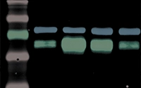 Western Blot